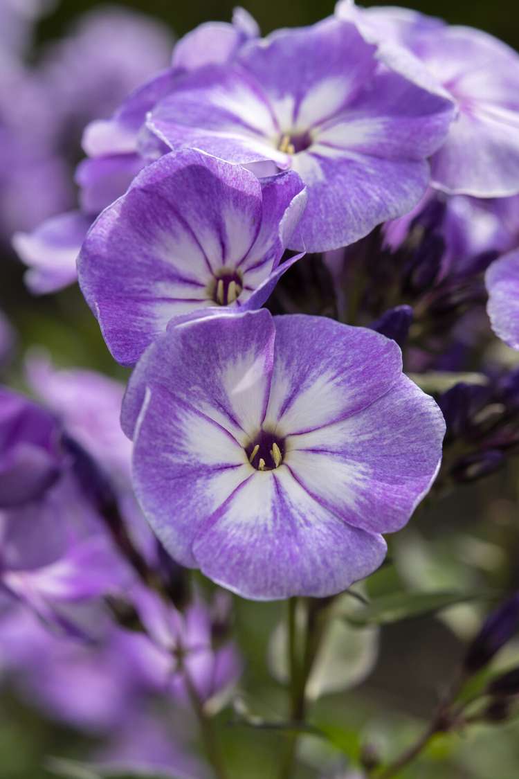 Flammenblume ‘Younique Old Blue’